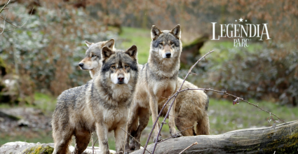 loups