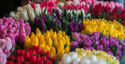 fleurs coupées tulipes