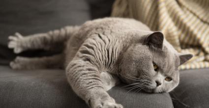 Chat obèse que faire ?