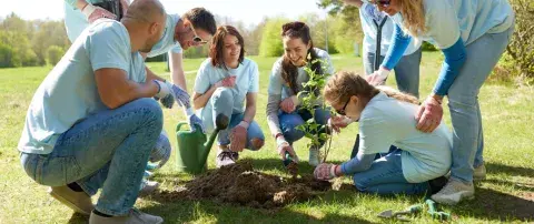 équipe qui plante un arbre