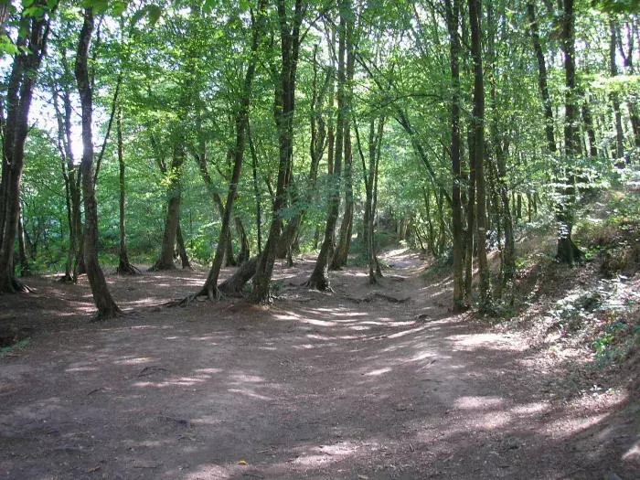 Forêt de Paimpont ou Brocéliande